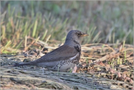 <p>DROZD KVÍČALA (Turdus pilaris) /Fieldfare - Wacholderdrossel/</p>